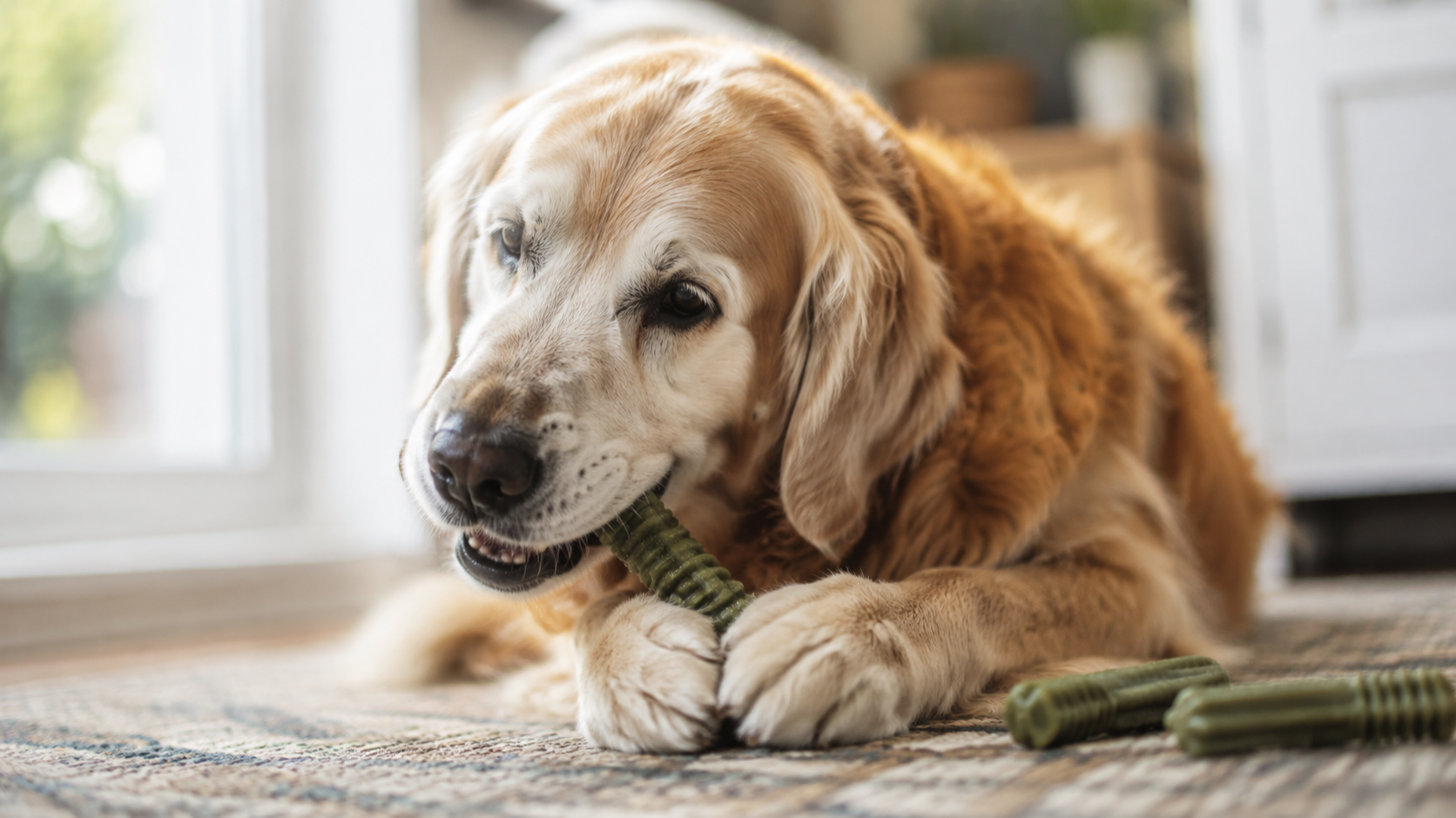 5 Best Dental Chews for Senior Dogs with Bad Teeth